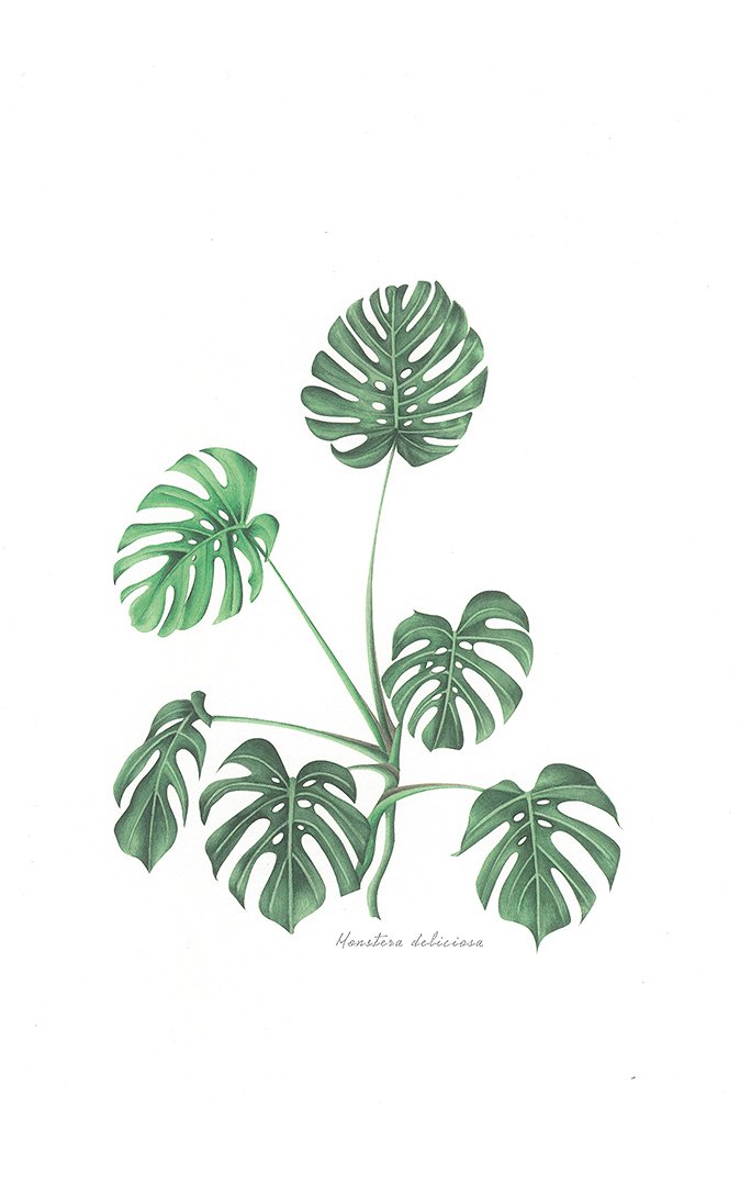 5e7bd8eb308c1_ILUSTRACION MONSTERA.jpg